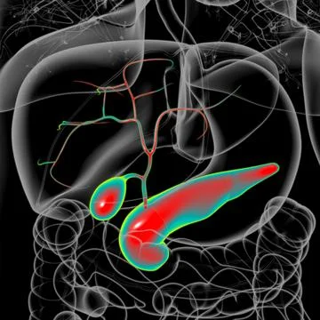 Gall Bladder Human Digestive System Anatomy 3D Stock Illustration