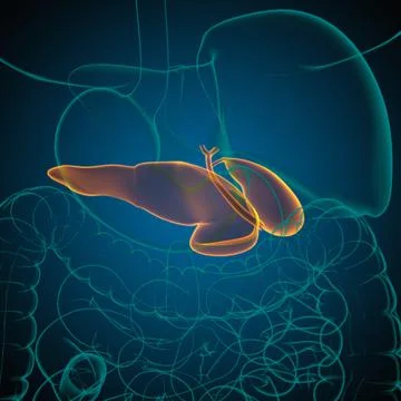 Gall Bladder Human Digestive System Anatomy 3D Rendering Stock Illustration