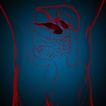 Gall Bladder Human Digestive System Anatomy For Medical Concept 3D Stock Illustration