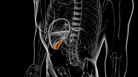 Gall Bladder Human Digestive System Anatomy 3D Rendering Stock Illustration