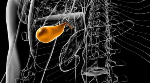 Gall Bladder Human Digestive System Anatomy 3D Rendering Stock Illustration
