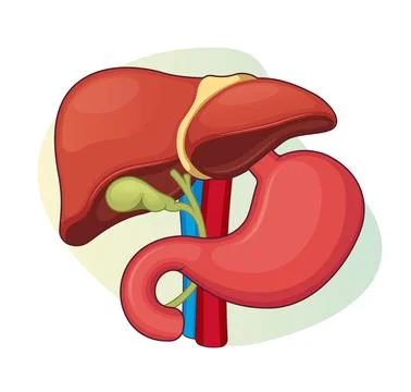 Gall Bladder Icon stock illustration Stock Illustration