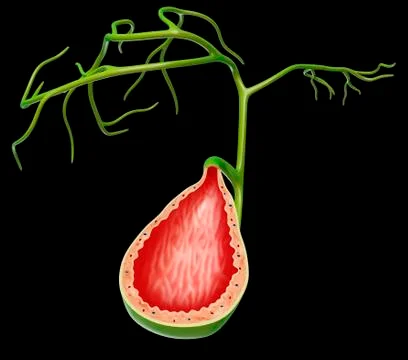 Gall bladder, illustration Stock Illustration