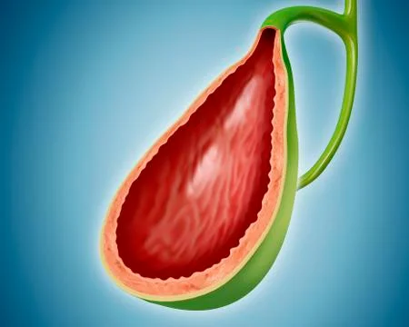 Gall bladder, illustration Stock Illustration