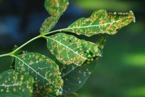 Gall blisters on the underside of ash tree leaves Stock Photos