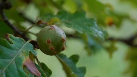Gall caused by the oak apple wasp (Biorhiza pallida), parasite 스톡 동영상 117249652