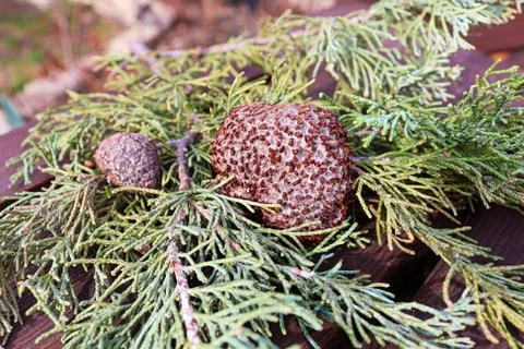 A gall of Juniper Hawthorn Rust on a branch of Juniper Stock Photos