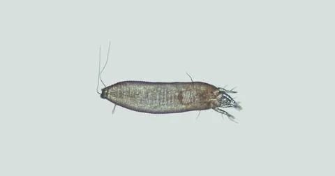 Gall mite Eriophyoidea under a microscope, Phytoptidae family. Chew-like bo.. Stock Photos