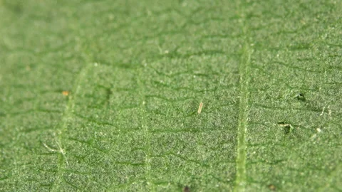 Gall mites Eriophyoidea under the microscope, Phytoptidae family Stock Footage 156236758