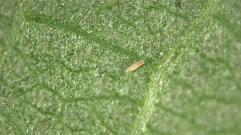 Gall mites Eriophyoidea under the microscope, Phytoptidae family. Stock Footage 156242008