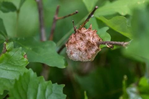 Gall on a tree branch closeup Stock Photos
