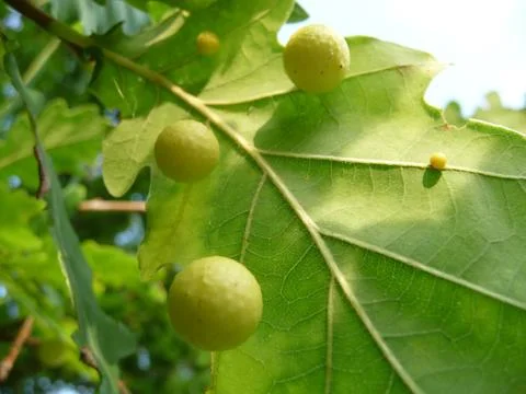 Gall wasp on oak leaf. Stock Photos