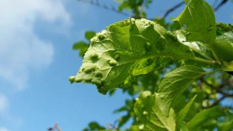 Gall Wasp on a Plum Tree Stock Photos