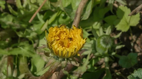 Gall wasp pollinating dandelion Stock Footage 52315151