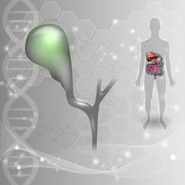 Gallbladder anatomy abstract scientific background Stock Illustration