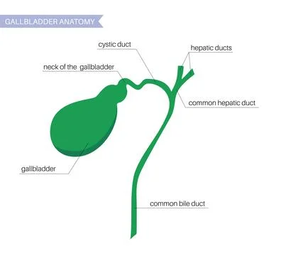 Gallbladder anatomy poster Illustrazione stock