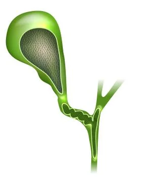 Gallbladder cross section Stock Illustration
