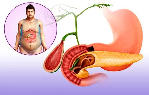 Gallbladder, duodenum and pancreas, illustration Stock Illustration