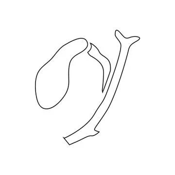 Gallbladder icon, outline style Stock Illustration