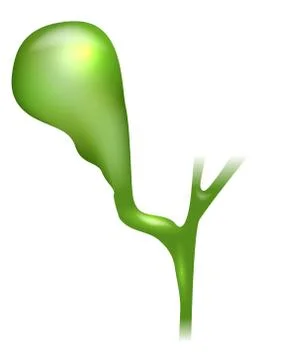 Gallbladder Stock Illustration