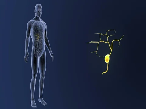 Gallbladder zoom with Anatomy Stock Footage 84961888
