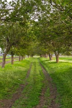 A gallery of green trees in spring Stock Photos