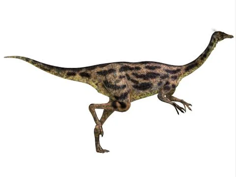 Gallimimus Profile Stock Illustration
