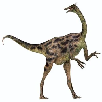 Gallimimus on White Stock Illustration
