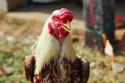 Gallinaceous bird front Foto stock