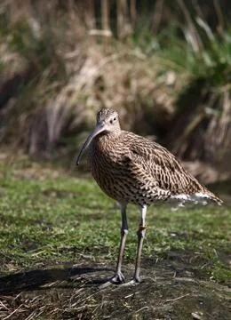 Gallinago Stock Photos