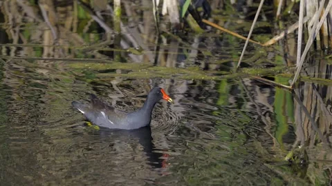 Gallinule Common Floating in a Pond Stock-Footage 278175301