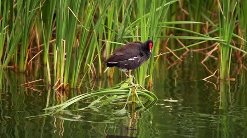 Gallinule Common Preening in a Pond Stock-Footage 278174813