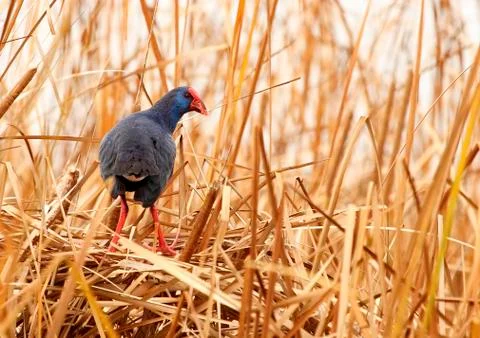 Gallinule Stock Photos