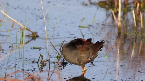 Gallinule preening 2 Stock Footage 131768907