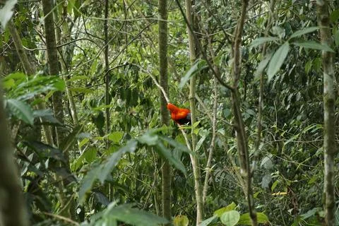 Gallito de las Rocas, famous red bird, spotted in Jardin, Eje Cafetero, Colom Stock Photos