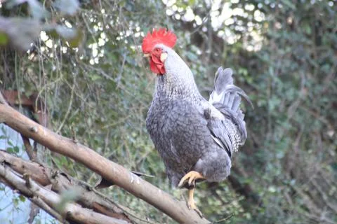 Gallo in branch Stock Photos
