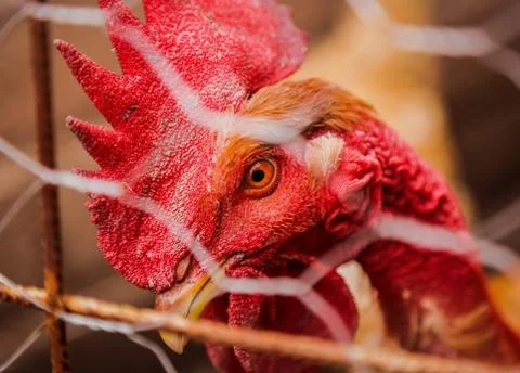 Gallo Rojo Stock Photos