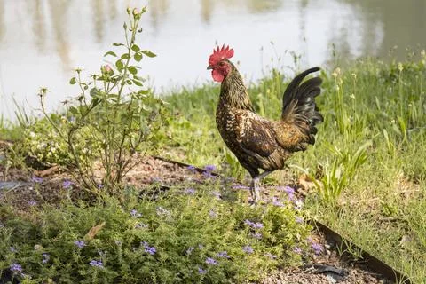 GALLO UNO Photos