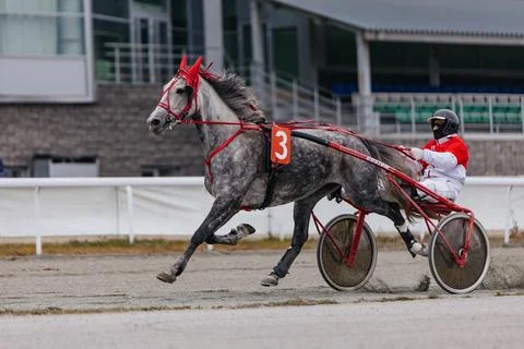 Gallop of Glory Foto stock