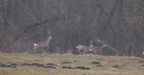 Gallop of a herd of young deer, 4K slomo Stock Footage 168027634