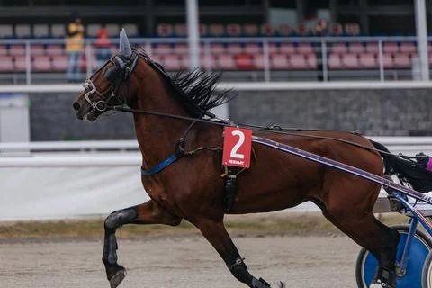 Galloping Elegance Foto stock