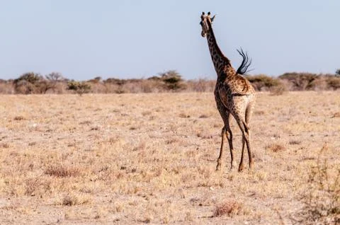 A galloping Giraffe in Etosha Stock Photos