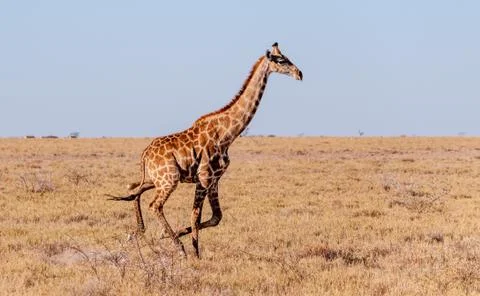 Galloping Giraffe in Namibia Stock Photos
