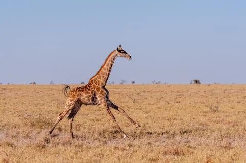 Galloping Giraffe in Namibia Stock Photos