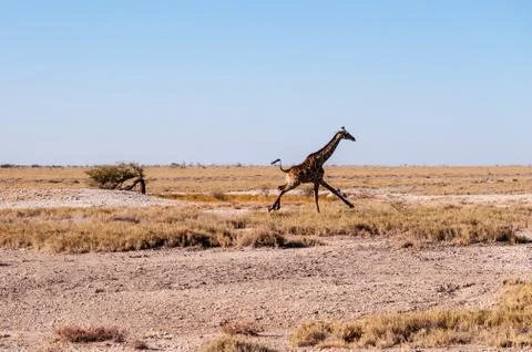Galloping Giraffe in Namibia Stock Photos