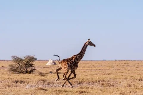 Galloping Giraffe in Namibia Stock Photos
