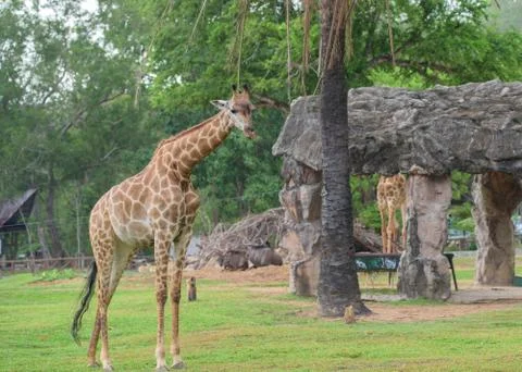 Galloping Giraffe Stock Photos