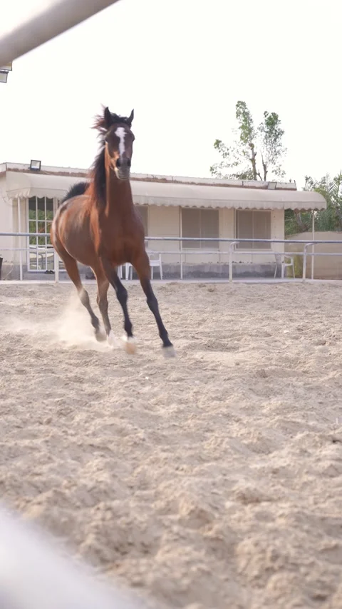 Galloping Horse in Arena Stock Footage 314521558