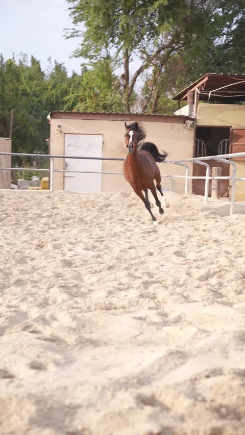 Galloping Horse Stock Footage 314521564