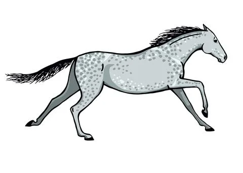 Galloping horse or mustang. Dapple grey color coat pony running. Stock Illustration